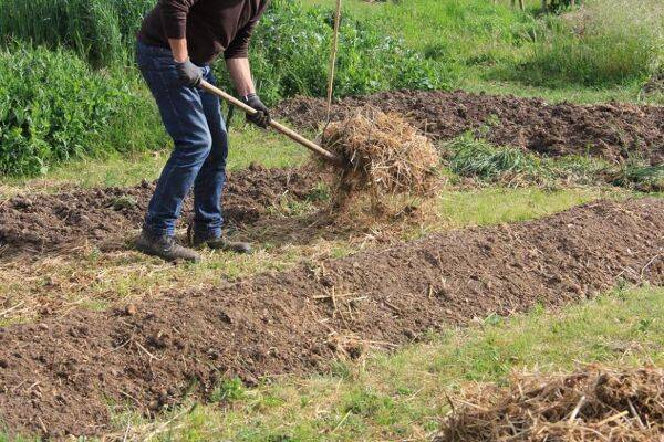 Comment et quand mettre de la paille au potager ?