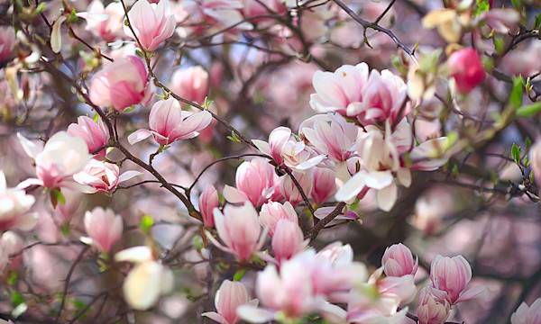 10 arbustes qui fleurissent au printemps