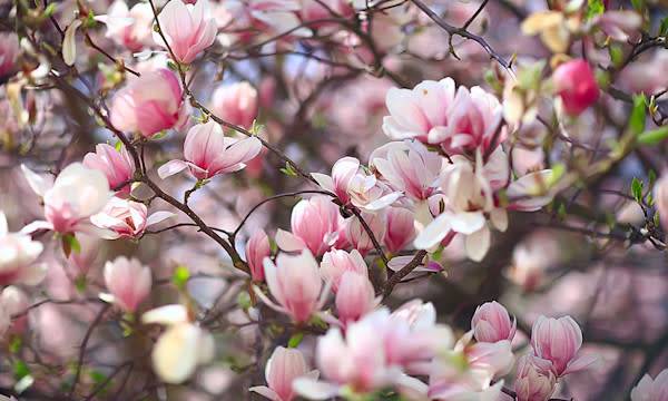 10 arbustes qui fleurissent au printemps