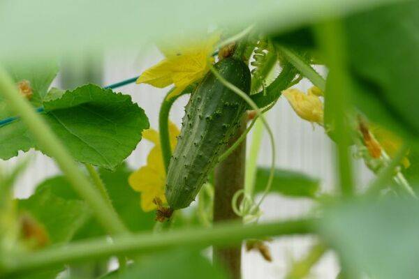 Semer et planter les cornichons
