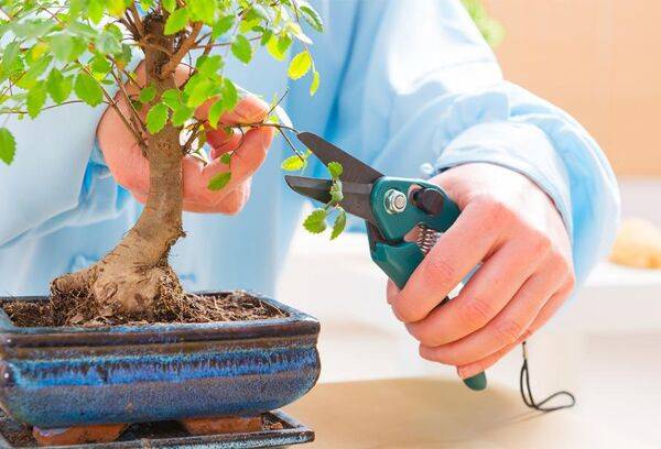Tailler le bonsaï