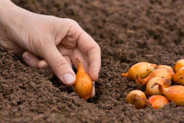 Planter les oignons