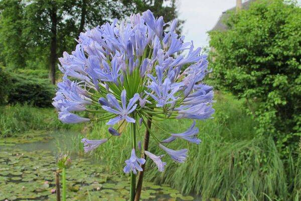 Entretien des agapanthes
