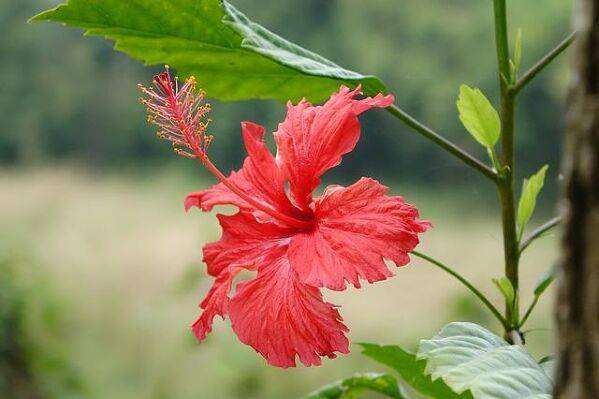 Le meilleur emplacement pour l'hibiscus d'intérieur