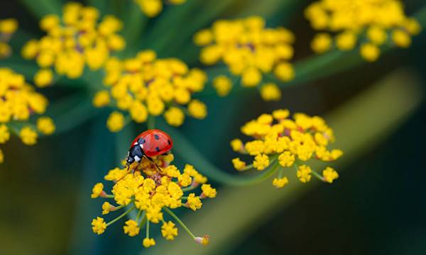 Les auxiliaires du jardin - © ON-Photography - stock.adobe.com