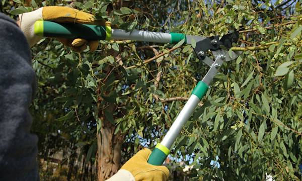 La taille au jardin - © hcast - stock.adobe.com
