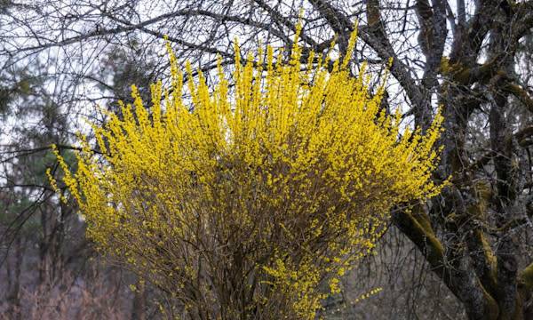 Tailler le forsythia - © Sonja Birkelbach - stock.adobe.com