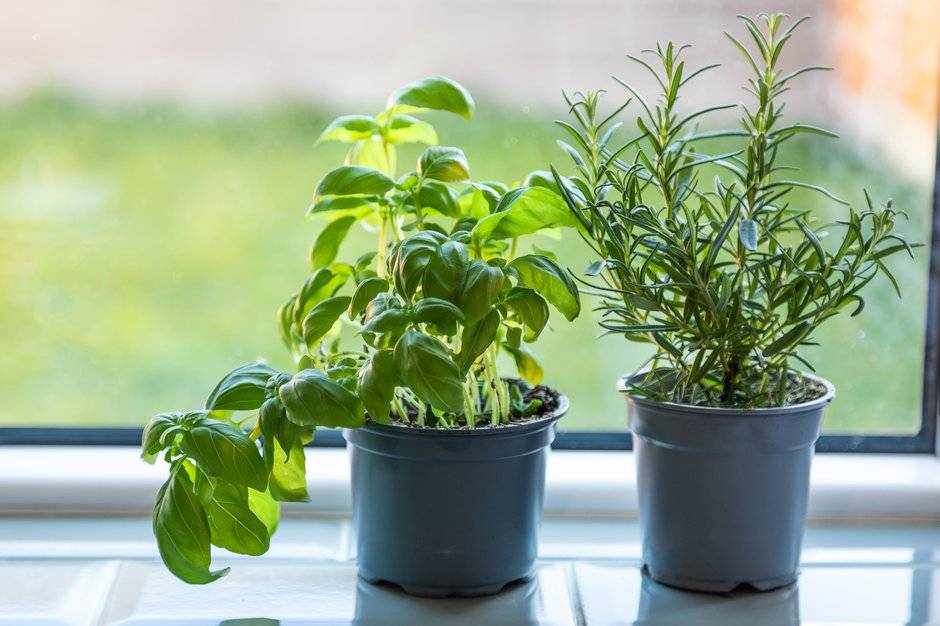 Comment cultiver le basilic en intrieur ? - Gamm vert