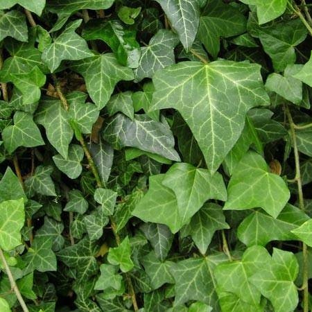 Hedera helix