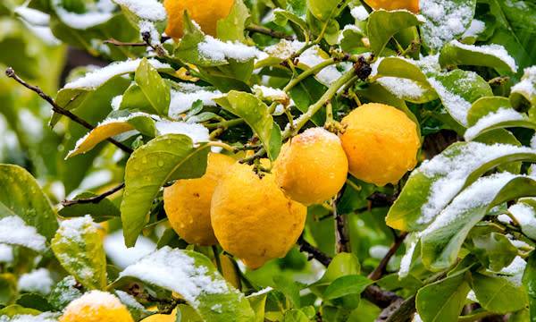 Protéger de l'hiver : le citronnier