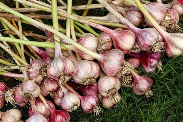 Quand planter l'ail violet ?