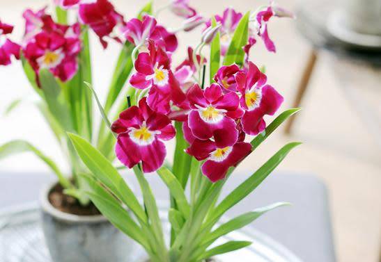 Phalaenopsis et autres orchidées : rempotage, entretien...