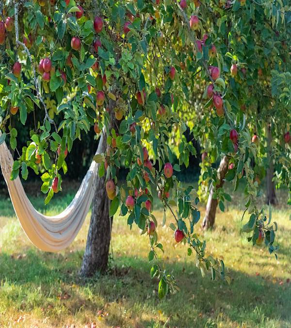 L’entretien des arbres fruitiers 