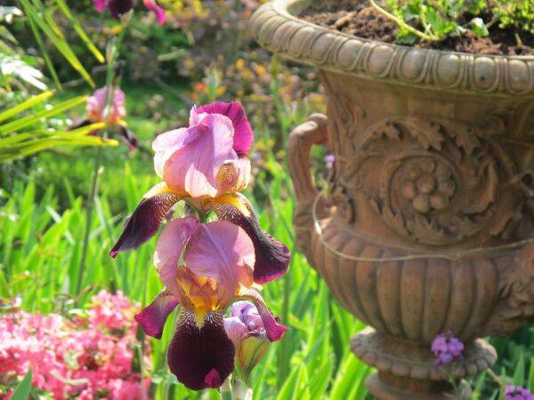 Jardin d'iris