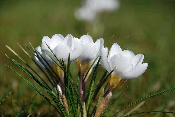crocus
