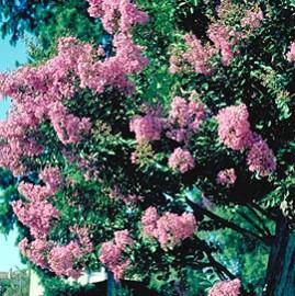Lagerstroemia x 'Jeanne Desmartis®'