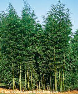 Choisir un bambou pour un rideau de verdure ou un brise vent