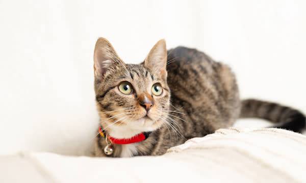 Les 10 races de chat préférées des Français