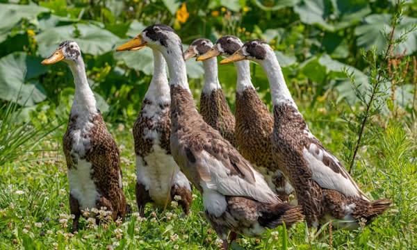 Des canards coureurs indiens au potager - © Vera Kuttelvaserova - stock.adobe.com