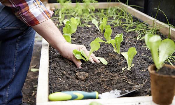 Que planter en automne au potager ? © Studio EVO
