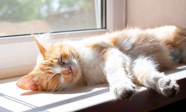 15 astuces pour rendre votre chat heureux