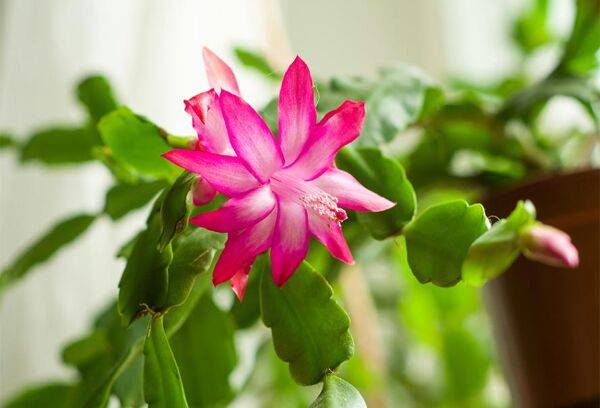 Les histoires d'eau du cactus de Noël