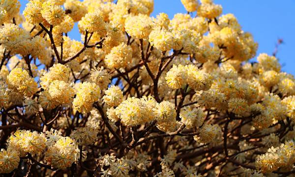 Edgeworthia : culture, floraison et entretien