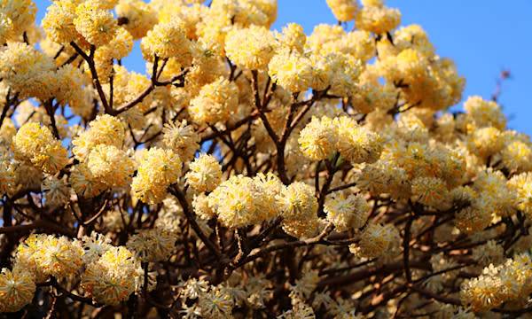 Edgeworthia : culture, floraison et entretien