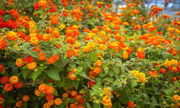L’entretien du lantana - © ALF photo - stock.adobe.com