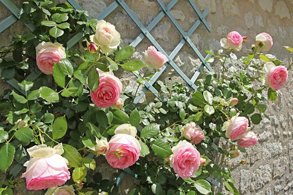 Le treillis végétal est idéal pour vos plantes grimpantes 