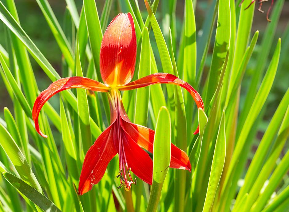  Sprekelia
