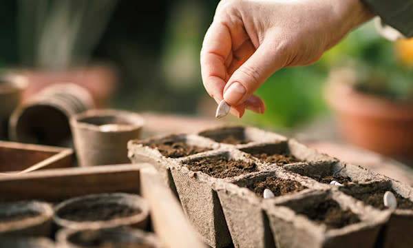 Semer à chaud ses légumes primeurs