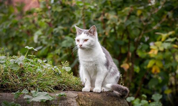 La bi-nutrition pour le chat - © Iryna - stock.adobe.com