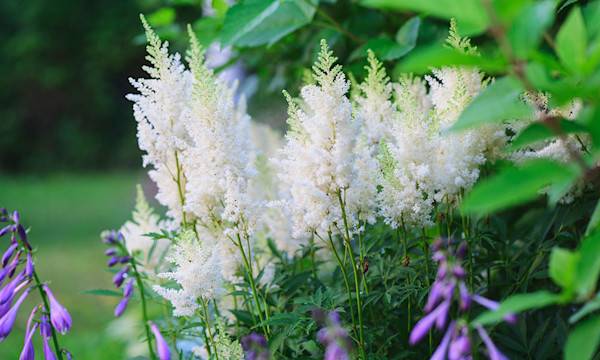 Comment planter l'astilbe ? - © mashiki - stock.adobe.com