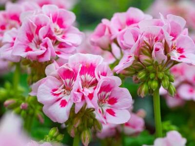 Plante annuelle, le geranium zonale, variété rose