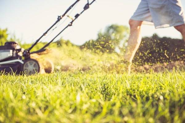 # Quand ne faut-il pas tondre la pelouse ? © stockme - stock.adobe.com