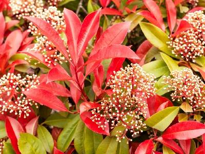 Photinia, arbuste à feuillage coloré