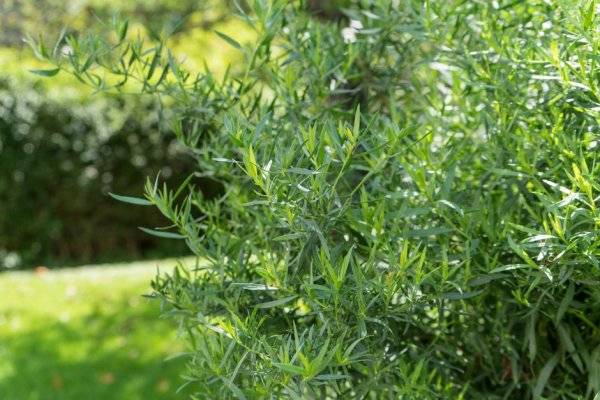 L'estragon est une aromatique très intéressante et facile à cultiver - © Cora Müller - stock.adobe.com

