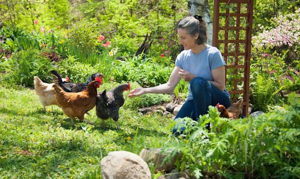 Les poules de compagnie - © edbockstock - stock.adobe.com
