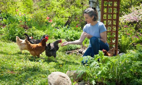 Les poules de compagnie - © edbockstock - stock.adobe.com
