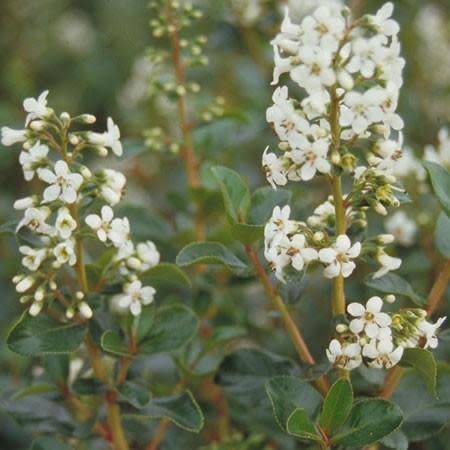 Escallonia 'Iveyi'