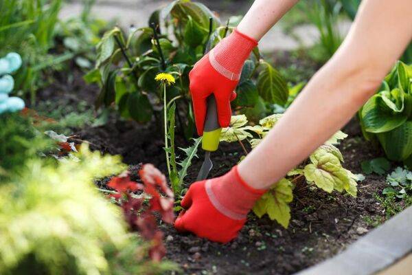 Comment désherber un jardin bio ?