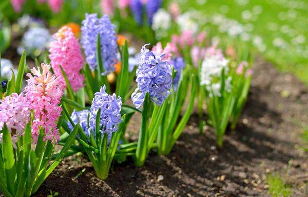 Planter des jacinthes