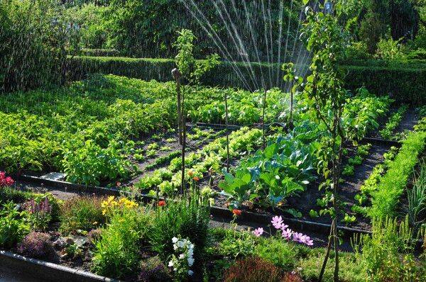 Comment faire pour bien commencer un potager ?