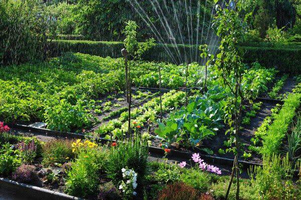 Comment faire pour bien commencer un potager ?