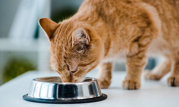  Combien de repas par jour donner à un chat stérilisé ?