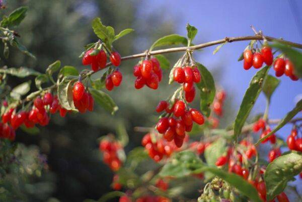 Tailler le goji pour plus de fruits !