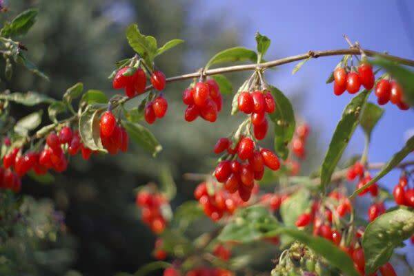 Tailler le goji pour plus de fruits !