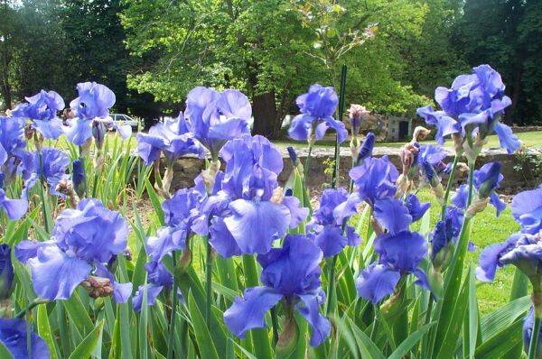 Iris et compagnie