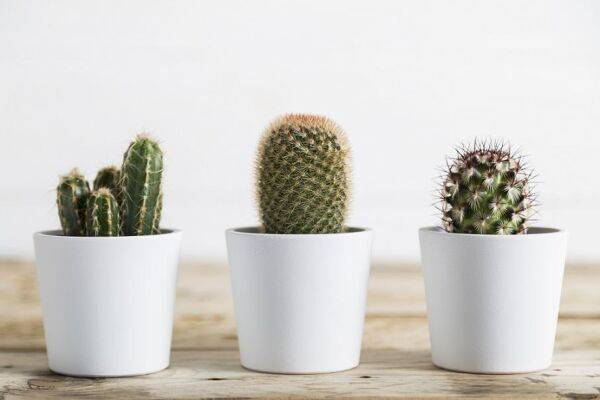 Que faire dans la maison en septembre ?